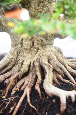 Ayrıntılı olarak Bonsai Ağacı ve kapatın