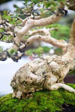Ayrıntılı olarak Bonsai Ağacı ve kapatın