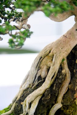 Ayrıntılı olarak Bonsai Ağacı ve kapatın