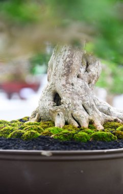 Ayrıntılı olarak Bonsai Ağacı ve kapatın