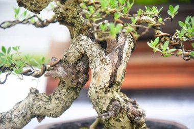 Ayrıntılı olarak Bonsai Ağacı ve kapatın
