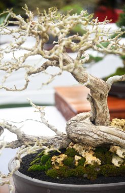 Ayrıntılı olarak Bonsai Ağacı ve kapatın