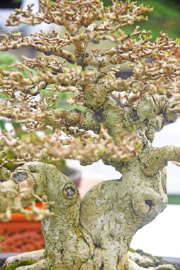 Ayrıntılı olarak Bonsai Ağacı ve kapatın
