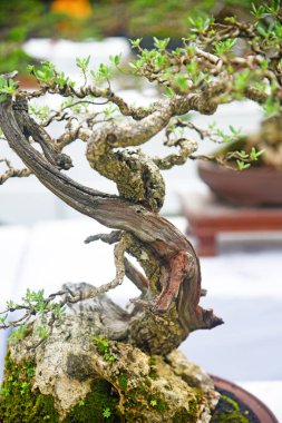 Ayrıntılı olarak Bonsai Ağacı ve kapatın