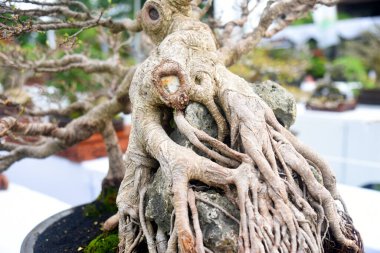 Ayrıntılı olarak Bonsai Ağacı ve kapatın