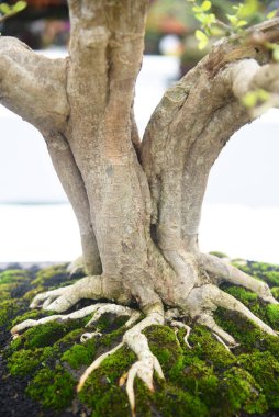 Ayrıntılı olarak Bonsai Ağacı ve kapatın