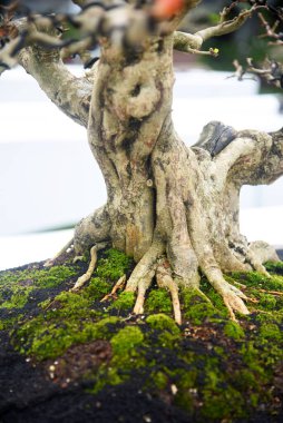 Ayrıntılı olarak Bonsai Ağacı ve kapatın
