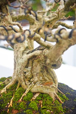 Ayrıntılı olarak Bonsai Ağacı ve kapatın