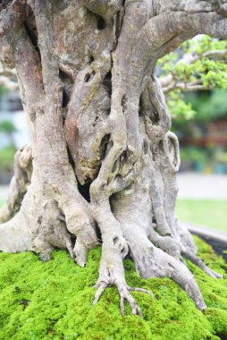 Ayrıntılı olarak Bonsai Ağacı ve kapatın