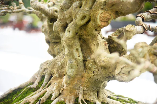 Ayrıntılı olarak Bonsai Ağacı ve kapatın