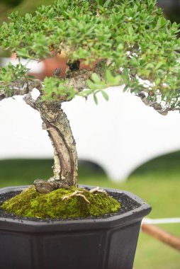 Ayrıntılı olarak Bonsai Ağacı ve kapatın
