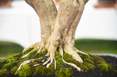 Ayrıntılı olarak Bonsai Ağacı ve kapatın