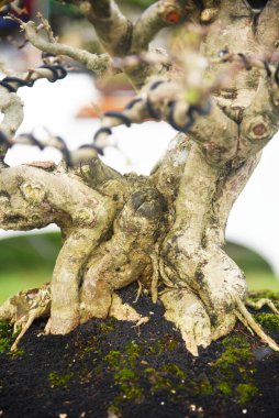 Ayrıntılı olarak Bonsai Ağacı ve kapatın