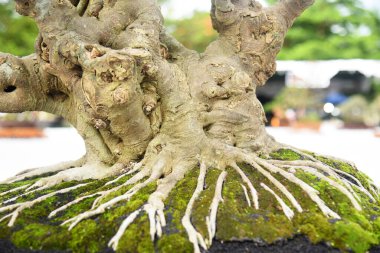 Ayrıntılı olarak Bonsai Ağacı ve kapatın