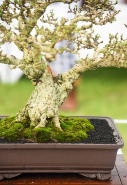 Ayrıntılı olarak Bonsai Ağacı ve kapatın