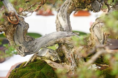 Ayrıntılı olarak Bonsai Ağacı ve kapatın