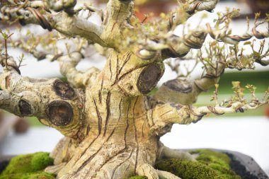 Ayrıntılı olarak Bonsai Ağacı ve kapatın