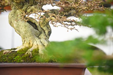 Ayrıntılı olarak Bonsai Ağacı ve kapatın