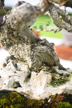 Ayrıntılı olarak Bonsai Ağacı ve kapatın