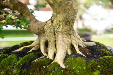 Ayrıntılı olarak Bonsai Ağacı ve kapatın