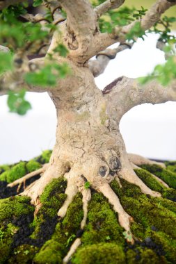 Ayrıntılı olarak Bonsai Ağacı ve kapatın
