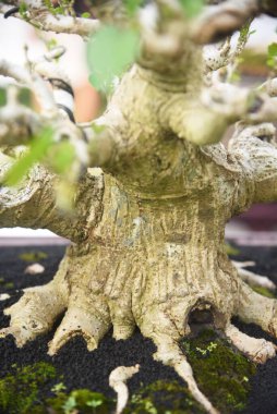 Ayrıntılı olarak Bonsai Ağacı ve kapatın