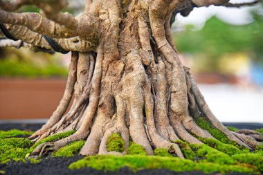 Ayrıntılı olarak Bonsai Ağacı ve kapatın