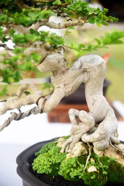 Ayrıntılı olarak Bonsai Ağacı ve kapatın