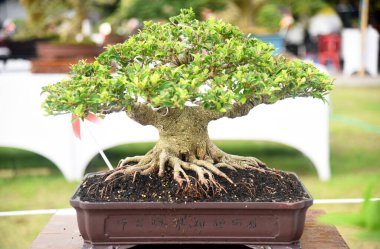Ayrıntılı olarak Bonsai Ağacı ve kapatın