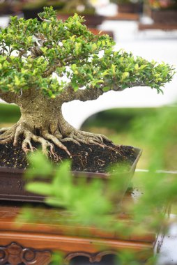 Ayrıntılı olarak Bonsai Ağacı ve kapatın