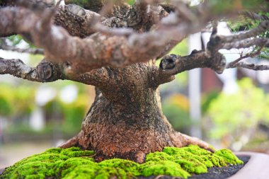 Ayrıntılı olarak Bonsai Ağacı ve kapatın