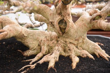 Ayrıntılı olarak Bonsai Ağacı ve kapatın