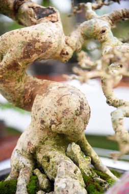 Ayrıntılı olarak Bonsai Ağacı ve kapatın