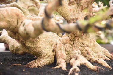 Ayrıntılı olarak Bonsai Ağacı ve kapatın