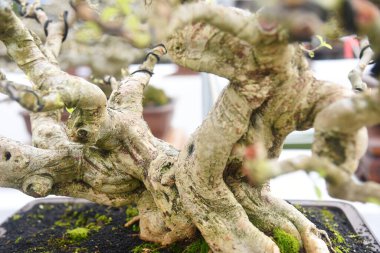 Ayrıntılı olarak Bonsai Ağacı ve kapatın