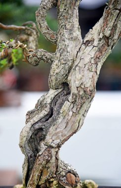 Ayrıntılı olarak Bonsai Ağacı ve kapatın