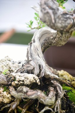Ayrıntılı olarak Bonsai Ağacı ve kapatın