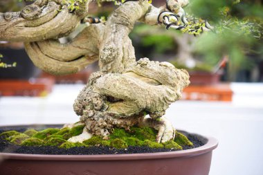 Ayrıntılı olarak Bonsai Ağacı ve kapatın