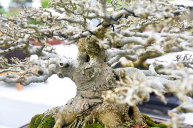 Ayrıntılı olarak Bonsai Ağacı ve kapatın