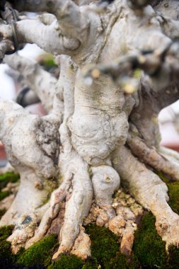 Ayrıntılı olarak Bonsai Ağacı ve kapatın