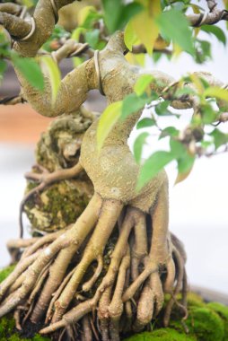 Ayrıntılı olarak Bonsai Ağacı ve kapatın
