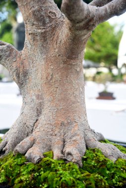 Ayrıntılı olarak Bonsai Ağacı ve kapatın