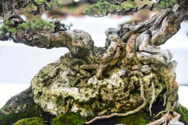 Ayrıntılı olarak Bonsai Ağacı ve kapatın