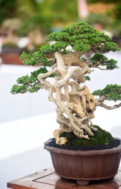 Ayrıntılı olarak Bonsai Ağacı ve kapatın