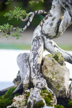 Ayrıntılı olarak Bonsai Ağacı ve kapatın