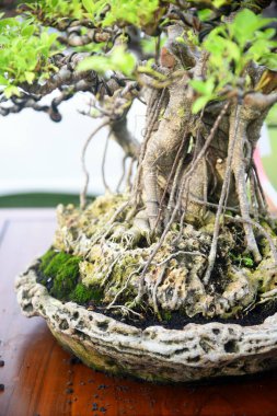 Ayrıntılı olarak Bonsai Ağacı ve kapatın