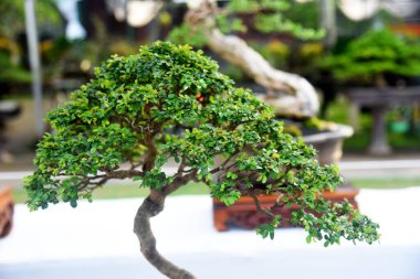 Ayrıntılı olarak Bonsai Ağacı ve kapatın