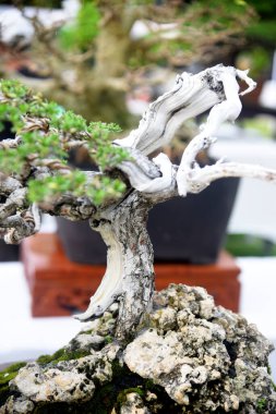 Ayrıntılı olarak Bonsai Ağacı ve kapatın