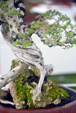 Ayrıntılı olarak Bonsai Ağacı ve kapatın