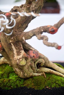 Ayrıntılı olarak Bonsai Ağacı ve kapatın